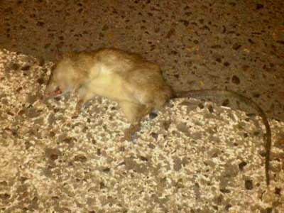 Noticia de Almería 24h: UPYD asegura que el ayuntamiento tarda tres días en retirar unas ratas muertas de las calles de Almería