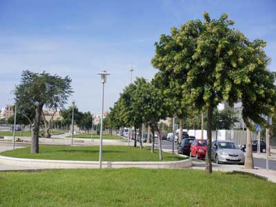 Noticia de Almera 24h: El Ayuntamiento procede a la plantacin de 35 nuevas unidades de arbolado de diferentes especies