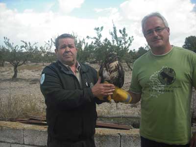 Un agente de Medio Ambiente y el ciudadano que rescato el 'ratonero común', en el momento de su liberación, en Chirivel