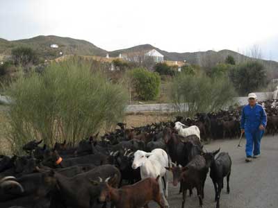 Noticia de Almera 24h: La Junta celebra en Almera un curso sobre bienestar animal en explotaciones ganaderas de rumiantes