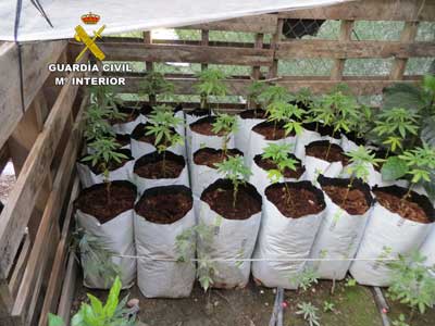 Un detenido por cultivo de tres plantas de marihuana (Cannabis sativa) de gran tamao, y otras 60 plantas en fase primaria de crecimiento