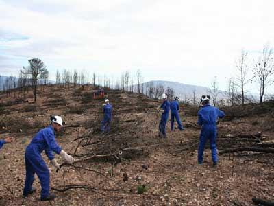 La Junta reinicia los trabajos de regeneracin forestal en un pinar de un monte pblico