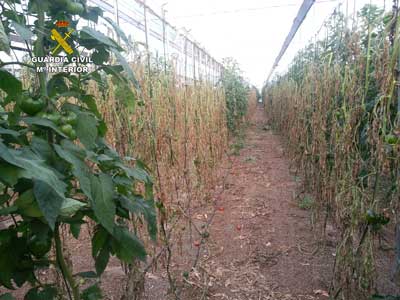 La Guardia Civil imputa a una persona un delito de daños tras arrancar 8000 plantas de tomate