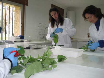 La Junta de Andaluca celebra en La Mojonera un curso sobre anlisis de suelos, plantas y agua