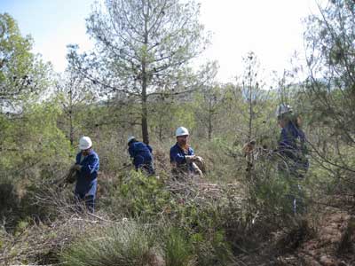 La Junta genera ms de 1.100 jornales con actuaciones forestales en el monte pblico El Lentiscar