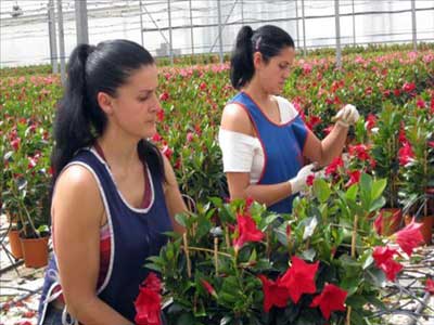 Almera establece un rcord por el valor de las exportaciones de productos de floricultura