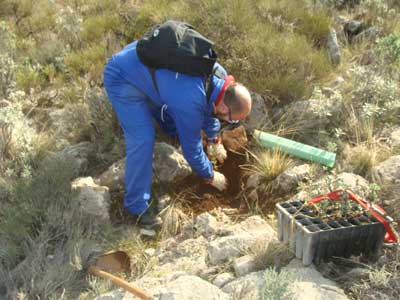 La Junta de Andaluca acomete una nueva repoblacin forestal  en montes pblicos de Canjyar y Dalas