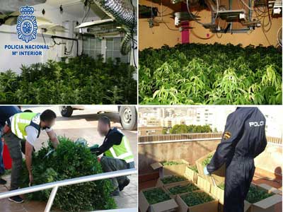 Noticia de Almera 24h: La Polica Nacional desmantela tres cultivos indoor e interviene 700 plantas de marihuana