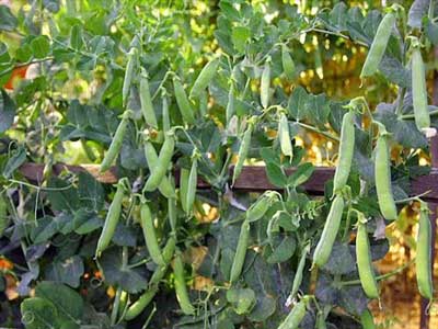 Junta promueve el cultivo sostenible y el consumo de legumbres a travs del proyecto europeo 'Legato'