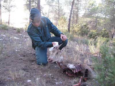 La Guardia Civil denuncia a un cazador por abatir una cabra hispnica sin autorizacin en el Parque Natural Sierra Mara Los Vlez