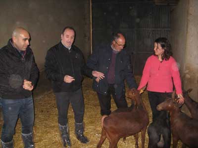 El valor de la produccin de leche de cabra se increment el pasado ao un 23,2% en Almera