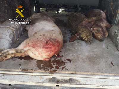 La Guardia Civil interviene tres cadveres de cerdos y detecta dos infracciones a Sanidad Animal y Seguridad Alimentaria