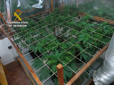 La Guardia Civil localiza una plantacin indoor de marihuana y detiene a una persona