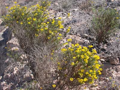 El Jardn Botnico El Albardinal del Parque Natural Cabo de Gata-Njar muestra estos das la planta Coronilla talaverae'