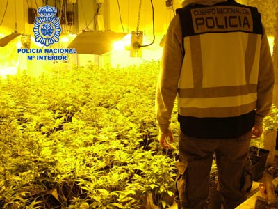 La Polica Nacional desmantela dos plantaciones de marihuana en Almera e interviene 524 plantas
