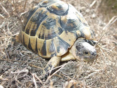 Primer turno del voluntariado Proyecto Testudo de seguimiento de tortuga mora en el sureste ibrico