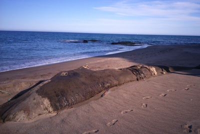 Un ballenato en descomposicin hace impracticable la playa de la Granatilla a la espera de que autoridades competentes aborden su retirada