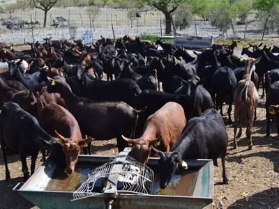 COAG vigilar la bajada injustificada de los precios de leche de cabra