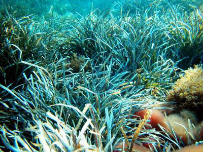 Las praderas de Posidonia, tesoro natural que colorea de verde los fondos marinos del destino Costa de Almera