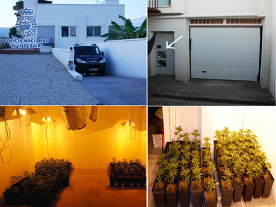 Descubiertas dos plantaciones de marihuana cuando se ejecutaban dos requerimientos policiales en Almera