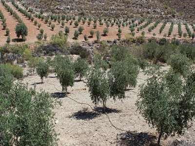 Agricultura pone en marcha una aplicacin web que permite calcular las necesidades de riego del olivar