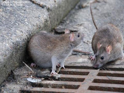 IU alerta sobre una plaga de ratas en Huercal de Almera
