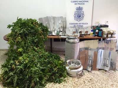 La Polica Nacional interviene 165 plantas de marihuana en un domicilio de El Ejido  