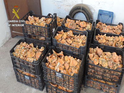La Guardia Civil interviene ms de 2 toneladas de setas recolectadas irregularmente durante las ltimas semanas