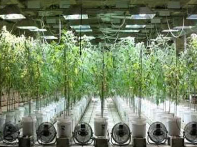 La Guardia Civil destaca la profesionalidad de un detenido a la hora de cultivar marihuana en una plantacin Indoor
