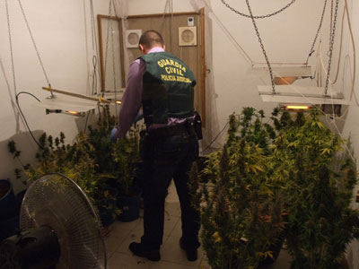 Noticia de Almera 24h: Un detenido tras la localizacin de una nueva plantacin intensiva de marihuana 