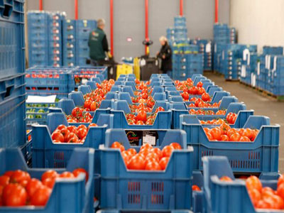 COAG pide medidas compensatorias ante el incremento de las importaciones de tomate de marruecos y la suspensin cautelar del Acuerdo, cuestionado por el Tribunal de Justicia Europeo