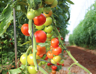 Agricultores le piden a la Comisin Europa un paquete de medidas para evitar el colapso del mercado del tomate