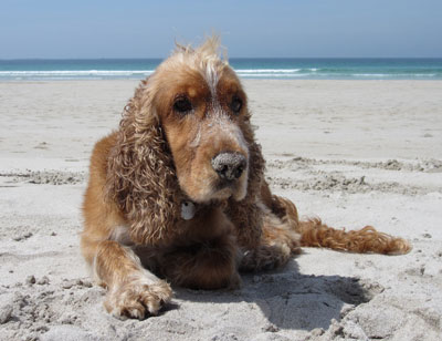 Adra destinar la Playa de La Rana para perros y sus cuidadores