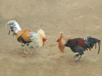 Una pelea ilegal de gallos rene a 120 personas de los que 17 son detenidos