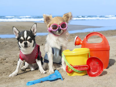 La playa para perros obtiene todos los permisos necesarios