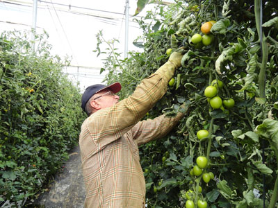 Almera vende el Tomate 16 cntimos ms barato que la media europea y 60 cntimos por debajo de Francia 