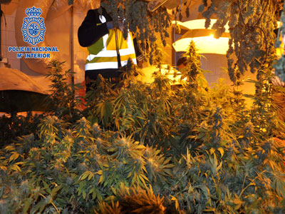 La Polica Nacional desmantela una plantacin de marihuana en Roquetas de Mar 