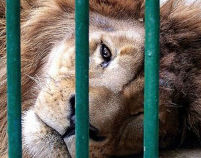 Prohibicin de circos con animales en Roquetas: IU llama a los dems grupos a rectificar y apoyar su propuesta