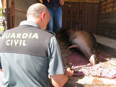 Dos atunes rojos ilegales de ms de 200 kilos son interceptados por la Guardia Civil