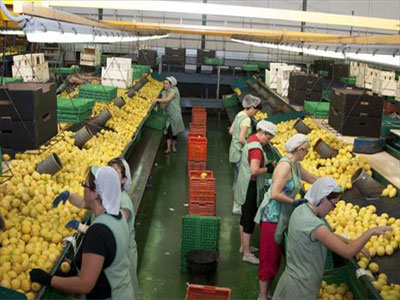CCOO interpone 18 denuncias y 22 demandas por vulneracin de derechos a migrantes en el sector agroalimentario de Almera