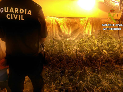 Tras un denuncia por malos tratos descubren que el detenido cultivaba marihuana en su vivienda