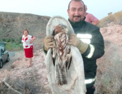 Los Bomberos del Levante Almeriense rescatan a un guila en Antas
