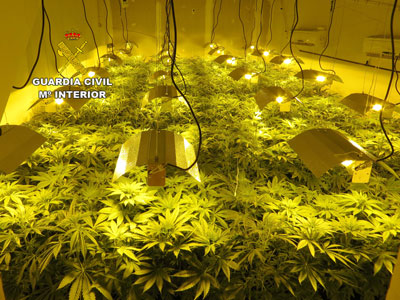 Una llamada annima desvela una plantacin indoor de marihuana con ms de 540 plantas 