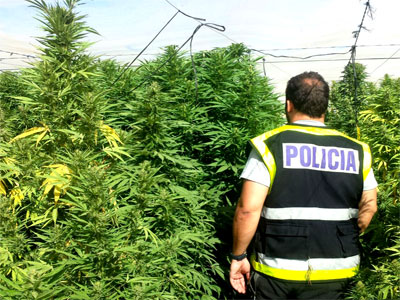 Noticia de Almera 24h: Localizan 800 kilos de marihuana en una plantacin de dos hectreas en Alcolea 