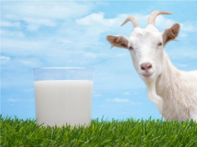 COAG moviliza a los cabreros andaluces ante los bajos precios de la leche