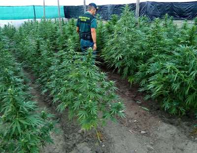 Noticia de Almería 24h: Un detenido por cultivar 160 plantas de marihuana en una parcela