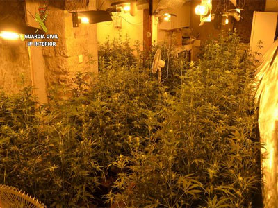 La Guardia Civil interviene ms de 100 plantas de marihuana y detiene al propietario de una plantacin indoor