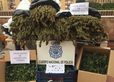 La Polica Nacional desmantela dos  plantaciones de marihuana en Almera e interviene 1500 plantas 