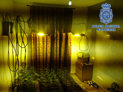 La Polica Nacional desmantela un cultivo de marihuana con 262 plantas en una casa de Almera