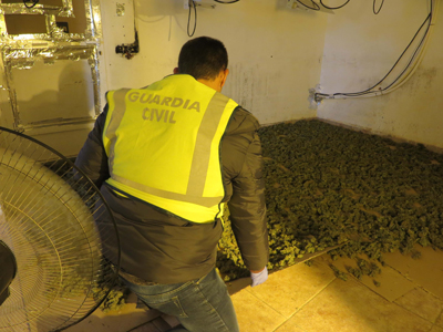 Dos detenidos con ms de 200 plantas de marihuana y 14 kilos de cogollos secos  